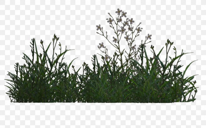 Plant Shrub, PNG, 1024x639px, Plant, Common Daisy, Deviantart, Flower, Grass Download Free