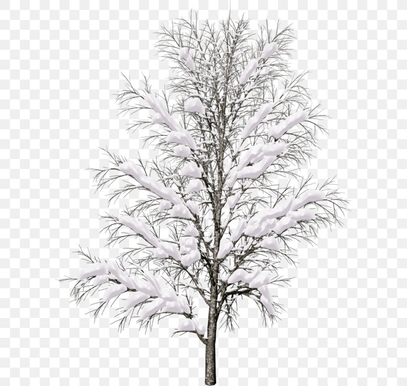 Populus Nigra Tree Architectural Rendering, PNG, 600x777px, Populus Nigra, Architectural Rendering, Birch, Black And White, Branch Download Free