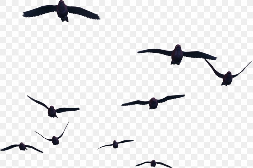 Bird Flight Clip Art, PNG, 921x613px, Bird, Air Travel, Animal Migration, Beak, Bird Flight Download Free