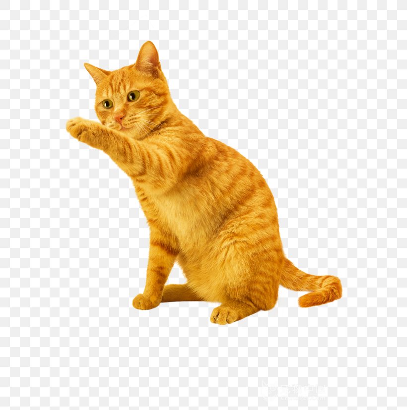 Cat Kitten Dog Scratching Post Pet, PNG, 591x827px, Cat, Animal, Carnivoran, Cat Like Mammal, Cat Tree Download Free