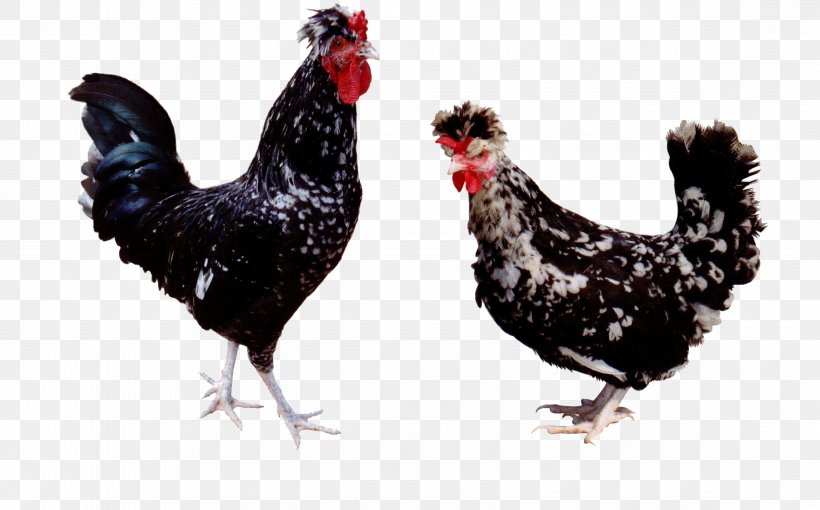 Houdan Chicken Silkie Plymouth Rock Chicken Turkey Rooster, PNG, 4676x2913px, Houdan Chicken, Beak, Bird, Breed, Chicken Download Free