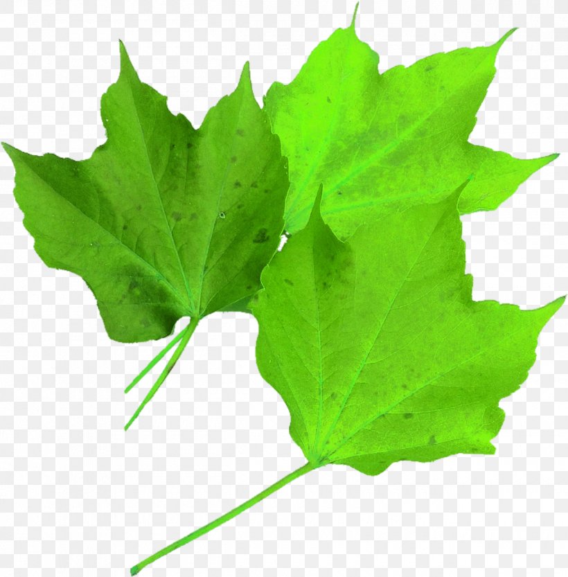 Maple Leaf Autumn Leaf Color, PNG, 1260x1280px, Maple Leaf, Autumn, Autumn Leaf Color, Color, Green Download Free