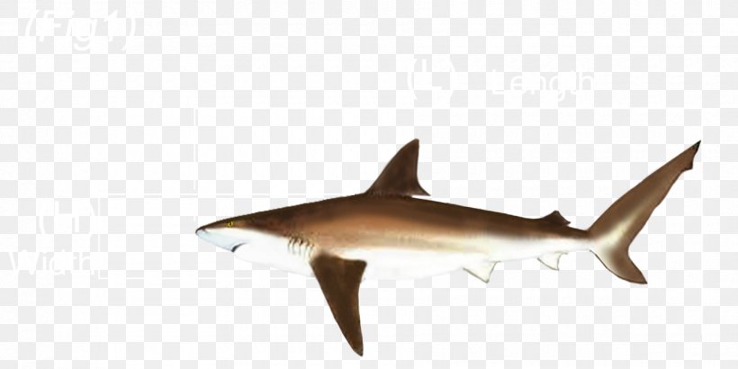 Requiem Sharks Fauna Marine Biology, PNG, 1800x900px, Requiem Sharks, Animal, Animal Figure, Biology, Cartilaginous Fish Download Free