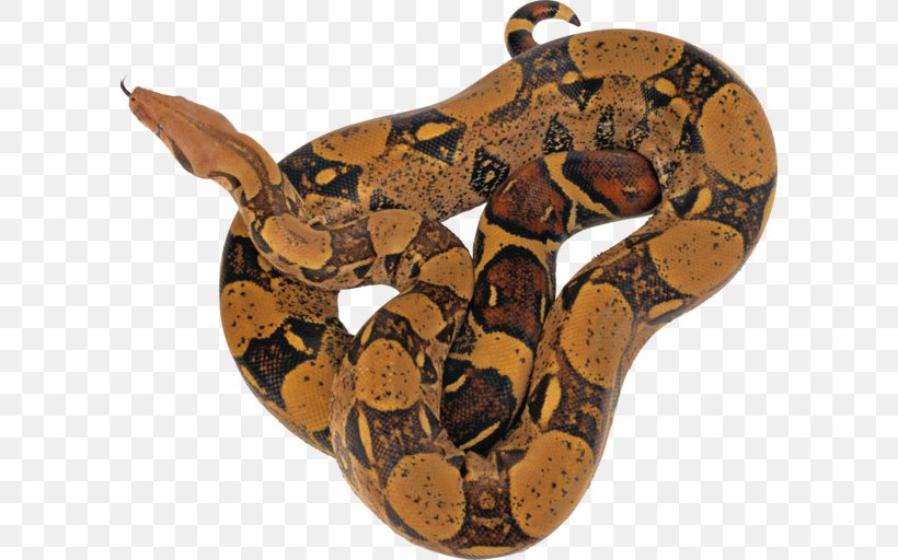 Snake Reticulated Python, PNG, 600x512px, Snake, Ball Python, Boa Constrictor, Boas, Carpet Python Download Free