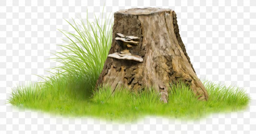 Tree Stump Trunk Clip Art, PNG, 3250x1711px, Tree Stump, Baner, Color, Drawing, Grass Download Free
