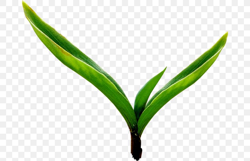 Vibrant Green Leaves, PNG, 676x530px, Adobe Systems, Grass, Green, Leaf, Plant Download Free