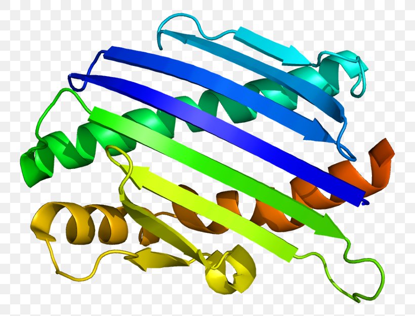 Endothelial Protein C Receptor Protein Structure, PNG, 792x623px, Watercolor, Cartoon, Flower, Frame, Heart Download Free