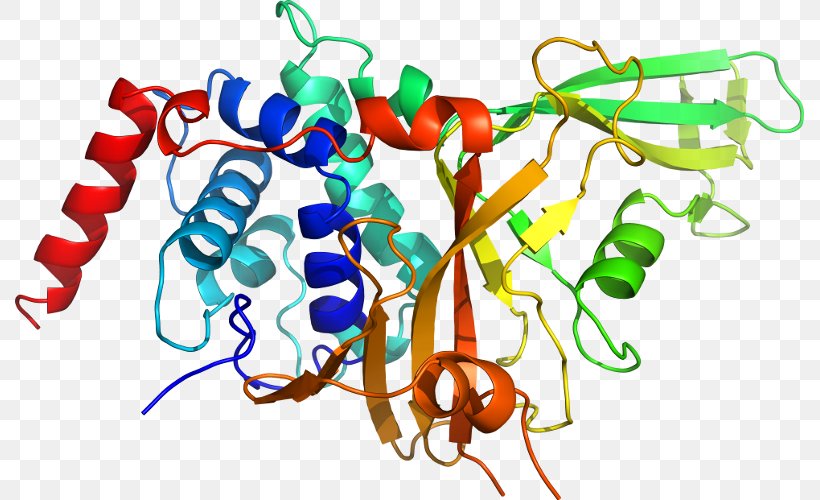 Tropomyosin Receptor Kinase B Neurotrophin Neurotrophic Factors Trk Receptor Tropomyosin Receptor Kinase A, PNG, 789x500px, Tropomyosin Receptor Kinase B, Brainderived Neurotrophic Factor, Nerve Growth Factor, Neurotrophic Factors, Neurotrophin Download Free