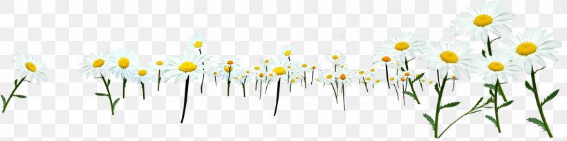 Chrysanthemum Indicum Flowering Tea, PNG, 2000x500px, Chrysanthemum Indicum, Chrysanthemum, Color, Cut Flowers, Flora Download Free