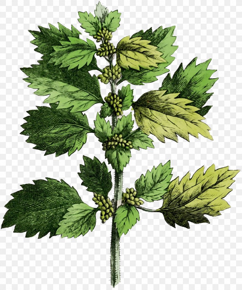 Common Nettle Plants Small Nettle Dioecy Lycopodiales, PNG, 1506x1800px, Watercolor, Common Nettle, Dioecy, Elm, Flower Download Free