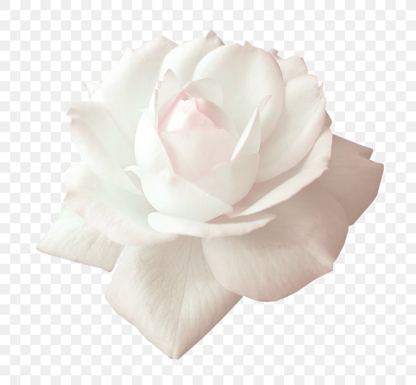 Garden Roses Beach Rose Centifolia Roses White, PNG, 800x759px, Garden Roses, Beach Rose, Centifolia Roses, Cut Flowers, Designer Download Free
