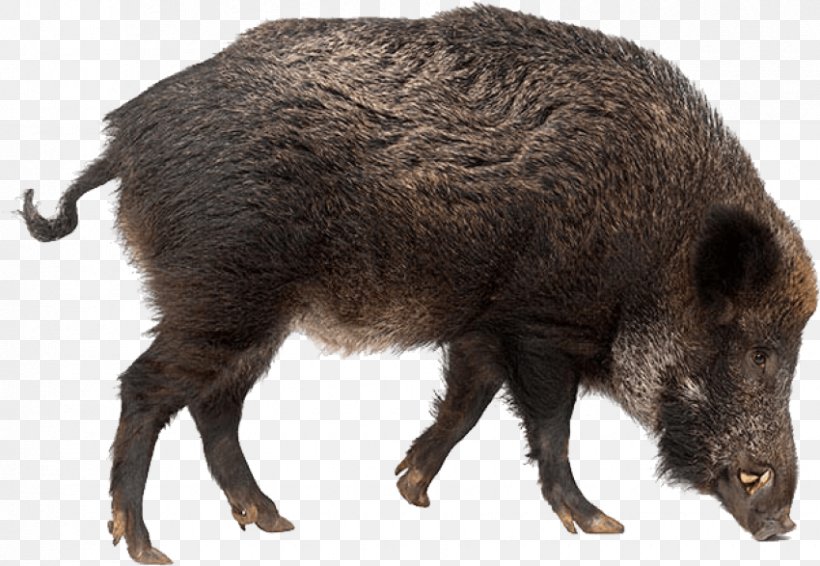 Wild Boar Stock Photography, PNG, 850x587px, Wild Boar, Domestic Pig, Fauna, Fur, Mammal Download Free