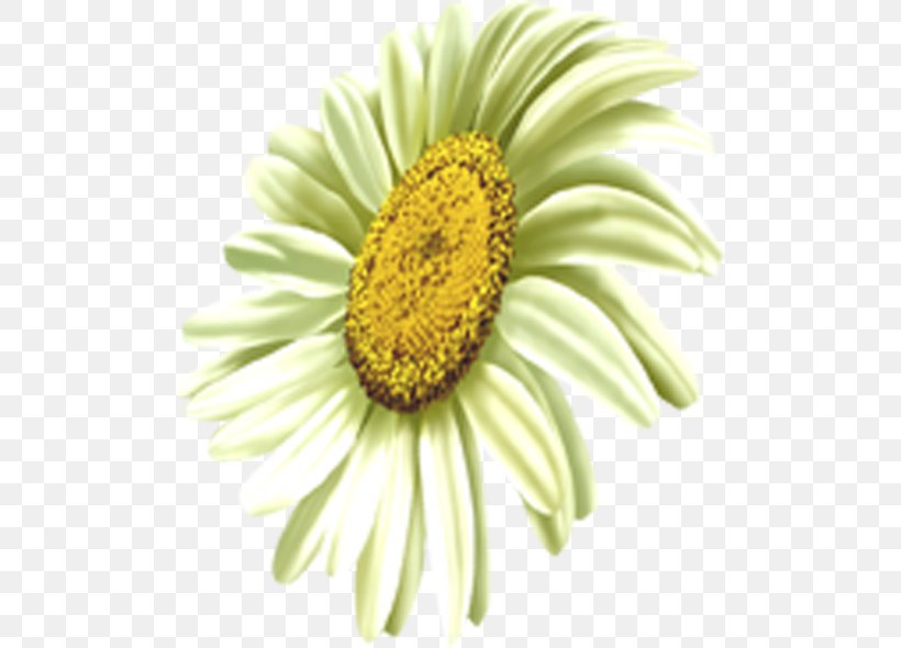 Common Daisy Oxeye Daisy Transvaal Daisy Chrysanthemum Common Sunflower, PNG, 500x590px, Common Daisy, Chrysanthemum, Chrysanths, Closeup, Common Sunflower Download Free