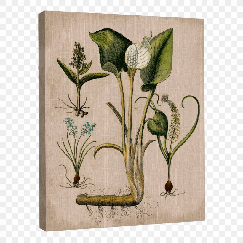 Flower Leaf Plant Stem Pollinator, PNG, 1200x1200px, Flower, Art, Flora, Flowering Plant, Graphic Arts Download Free