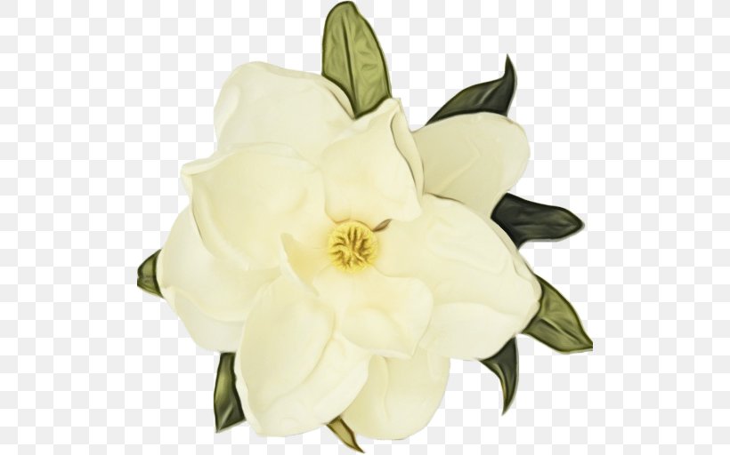 Flower White Petal Plant Gardenia, PNG, 512x512px, Watercolor, Cut Flowers, Flower, Gardenia, Magnolia Download Free