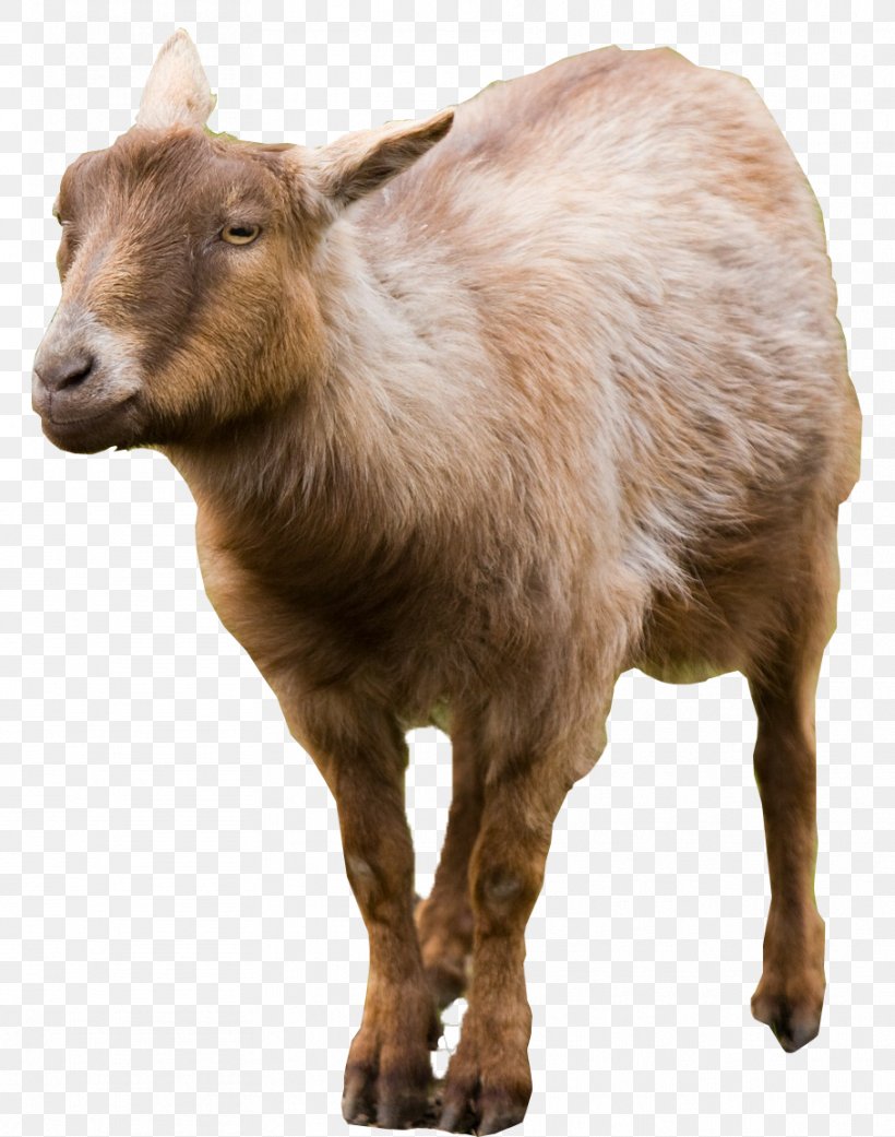 Goat Cattle Mammal, PNG, 908x1153px, Goat, Animal, At Sign, Cattle, Cattle Like Mammal Download Free
