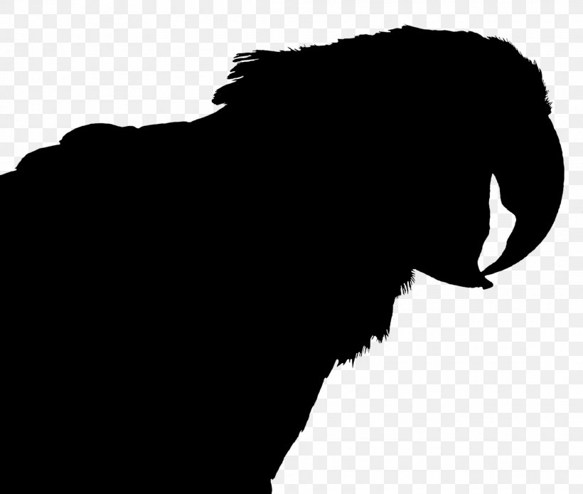 Kinoteatr Art Chernysheva Russian National Research Medical University Dog Midnight Combo, PNG, 1920x1626px, Kinoteatr Art, Black, Blackandwhite, Caramello Beauty Salon, Dog Download Free