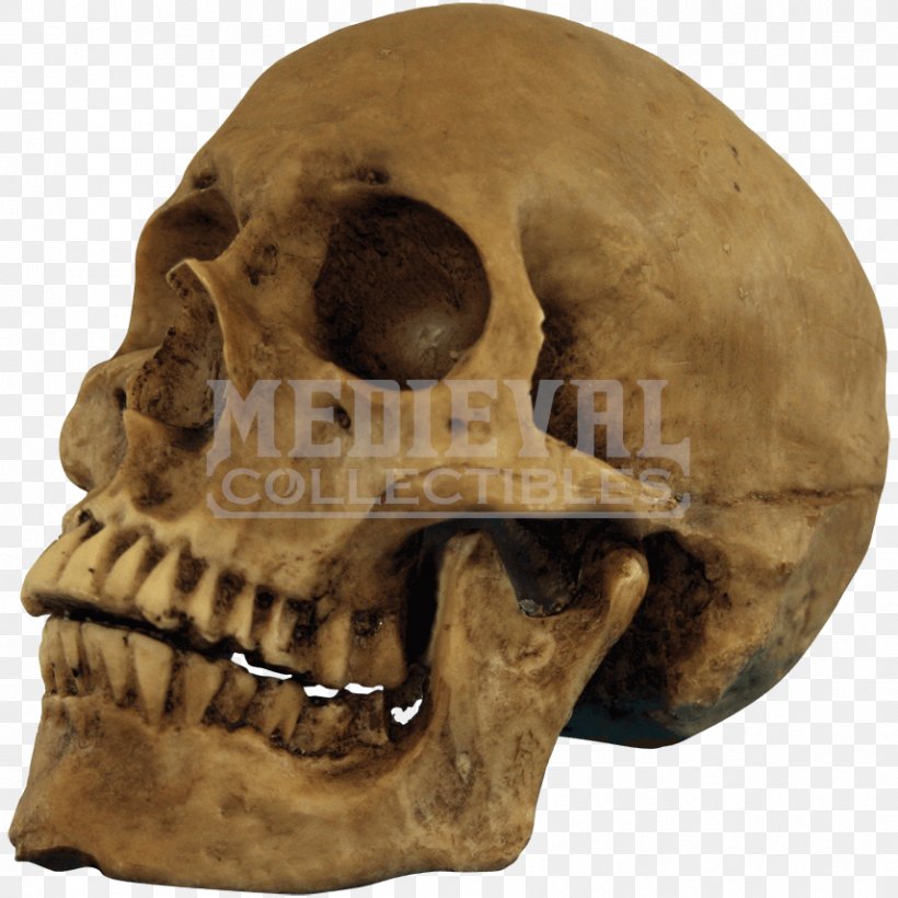 Skull Human Skeleton, PNG, 856x856px, Skull, Bone, Face, Halloween, Halloween Film Series Download Free