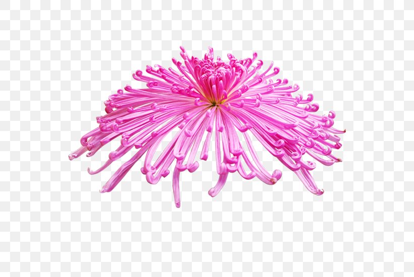 Chrysanthemum Flower, PNG, 550x550px, Chrysanthemum, Chrysanths, Cut Flowers, Dahlia, Daisy Family Download Free