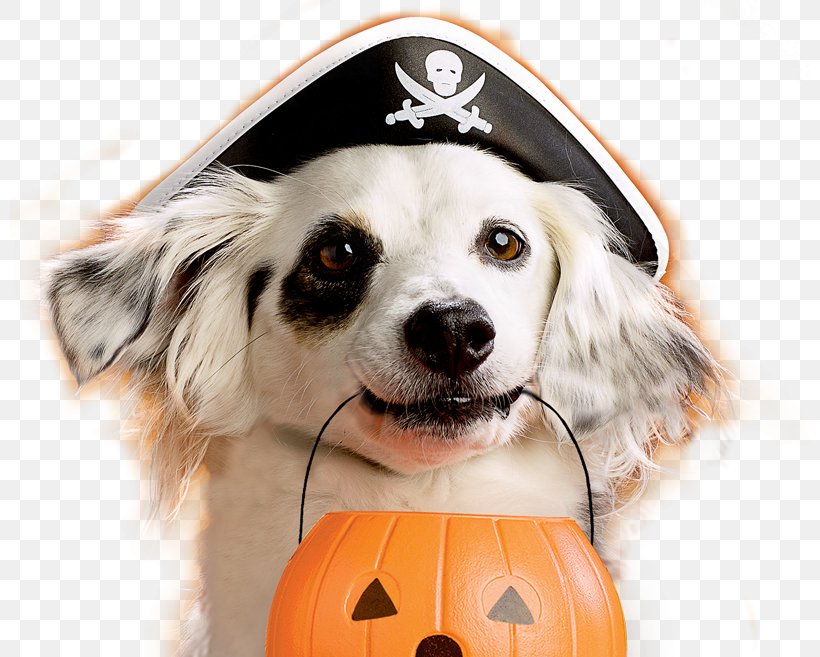 Dog Puppy Halloween Pet Costume, PNG, 800x657px, Dog, Carnivoran, Companion Dog, Costume, Dog Breed Download Free