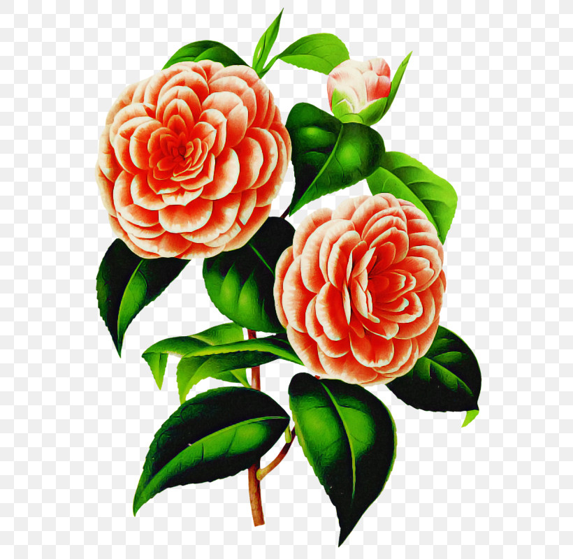 Garden Roses, PNG, 576x800px, Flower, Camellia, Cut Flowers, Floribunda, Garden Roses Download Free
