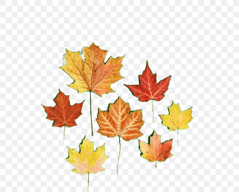 Autumn Leaf Computer File, PNG, 658x658px, Autumn, Autumn Leaf Color, Deciduous, Leaf, Maple Leaf Download Free