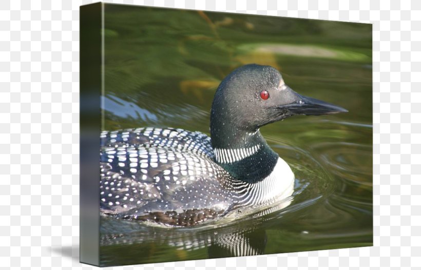 Goose Seaducks Fauna Pond, PNG, 650x526px, Goose, Beak, Bird, Duck, Ducks Geese And Swans Download Free