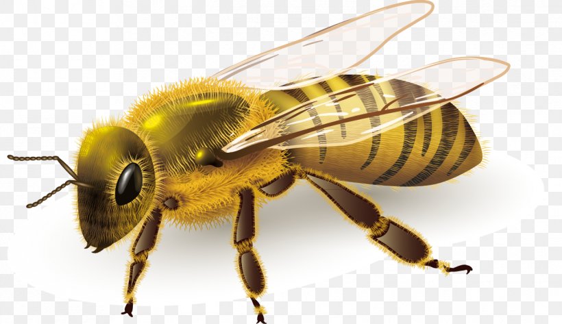 Honey Bee Insect Illustration, PNG, 1243x717px, Bee, Arthropod, Drawing, Fly, Honey Bee Download Free