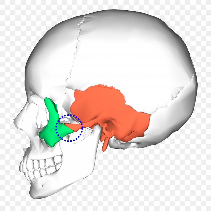 Occipital Bone Temporal Bone Skull Sphenoid Bone, PNG, 4500x4500px, Watercolor, Cartoon, Flower, Frame, Heart Download Free