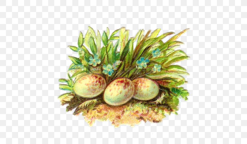 Plant Garnish Grass Food Fruit, PNG, 640x480px, Plant, Food, Fruit, Garnish, Grass Download Free