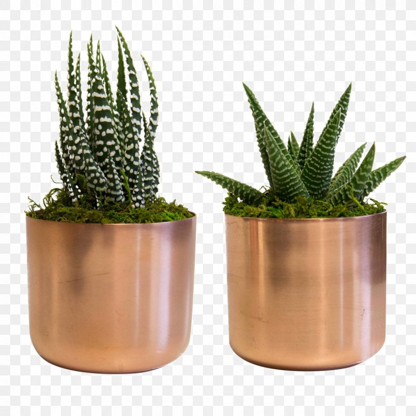 Succulent Plant Lifestyle Store Copper Decorative Arts, PNG, 1200x1200px, Succulent Plant, Aloe, Bridal Registry, Cactaceae, Cactus Download Free
