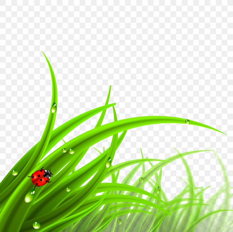 Cdr, PNG, 2244x2237px, Cdr, Computer Graphics, Flora, Graphic Arts, Grass Download Free