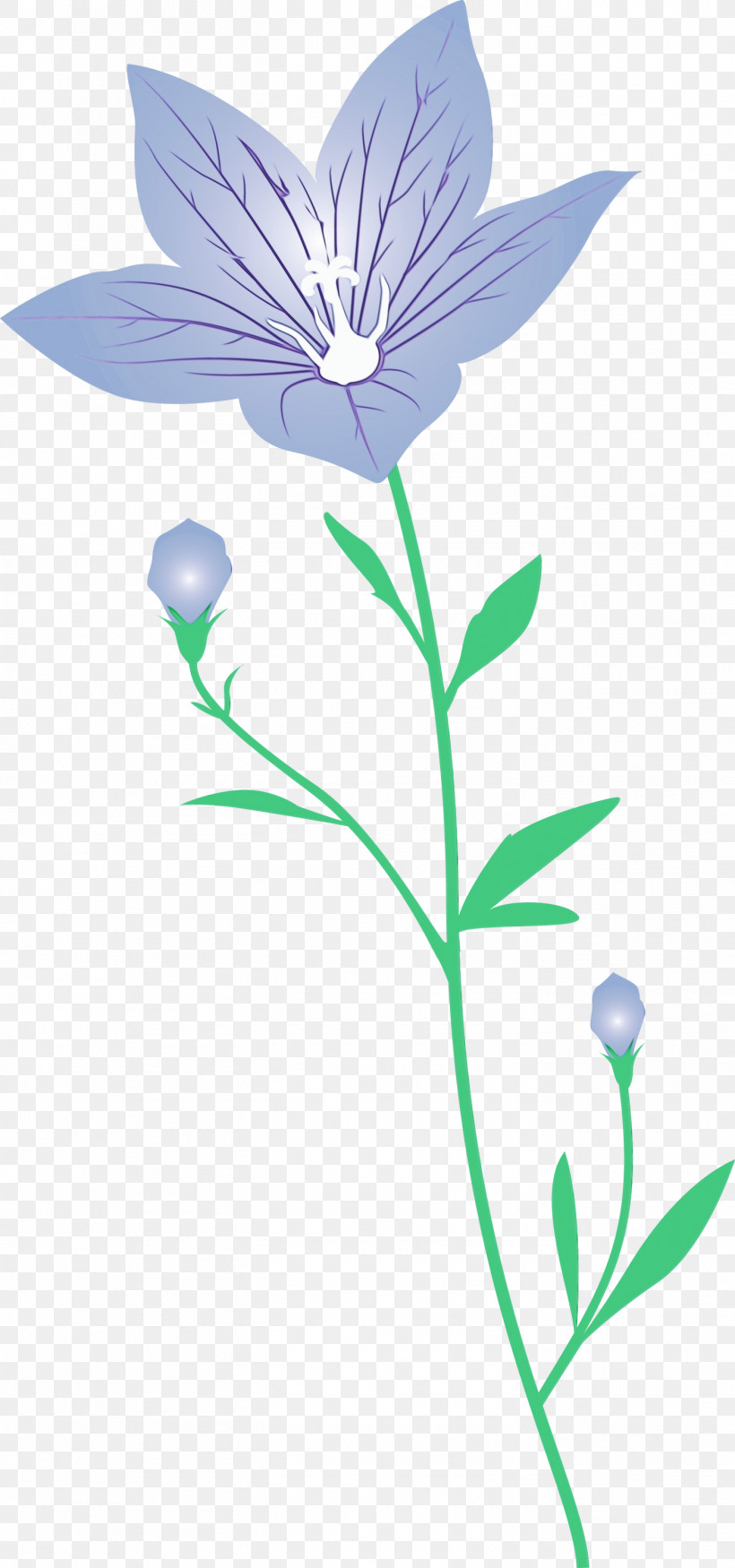 Lavender, PNG, 1405x2999px, Balloon Flower, Bellflower Family, Flora, Flower, Herbaceous Plant Download Free