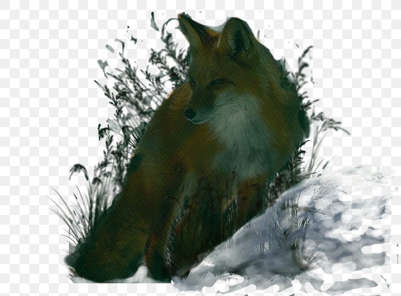 Red Fox Fauna Snout Wildlife Fox News, PNG, 808x606px, Red Fox, Carnivoran, Dog Like Mammal, Fauna, Fox Download Free