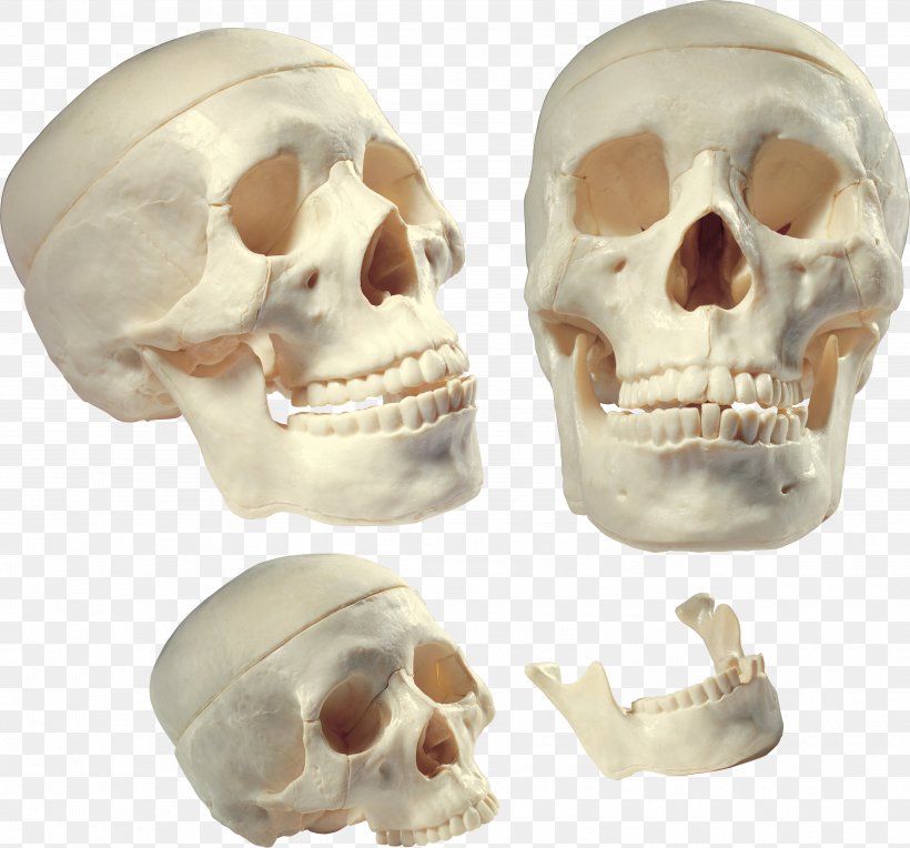 Skull Homo Sapiens Human Body Bone Human Tooth, PNG, 3554x3312px, Watercolor, Cartoon, Flower, Frame, Heart Download Free