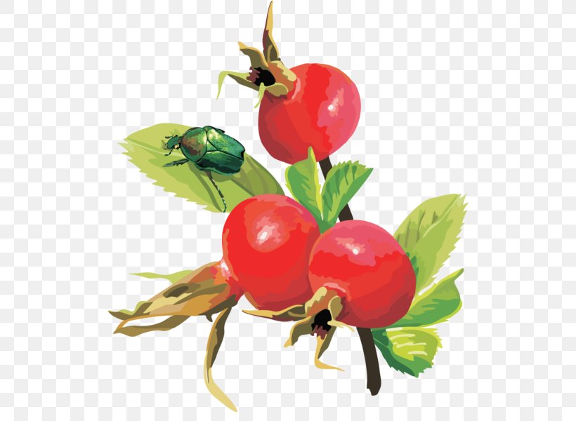Berry Fruit Euclidean Space, PNG, 519x600px, Berry, Acerola, Acerola Family, Apple, Auglis Download Free