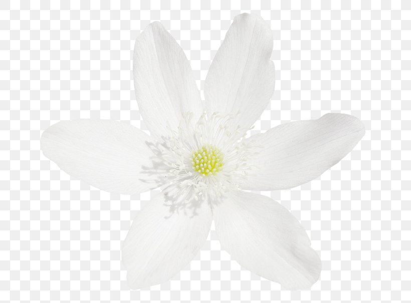 Flowering Plant Plants, PNG, 700x605px, Flowering Plant, Anemone, Blossom, Clematis, Flower Download Free