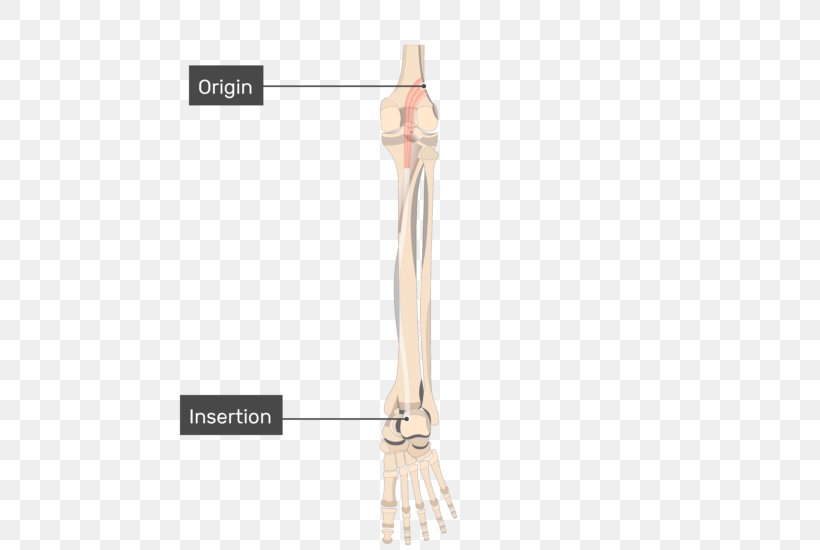 Gastrocnemius Muscle Plantaris Muscle Soleus Muscle Origin And Insertion Anatomy, PNG, 540x550px, Gastrocnemius Muscle, Achilles Tendon, Anatomy, Calf, Human Body Download Free