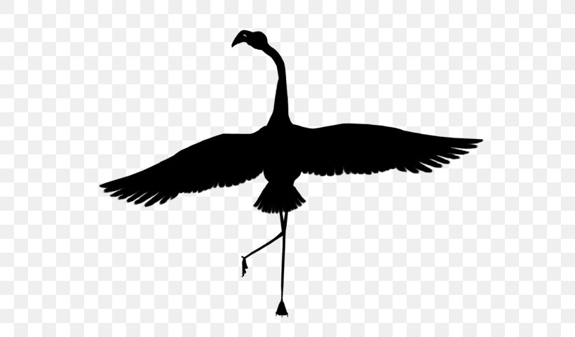 Goose Bird Crane Feather Beak, PNG, 600x480px, Goose, Beak, Bird, Canada Goose, Cormorant Download Free