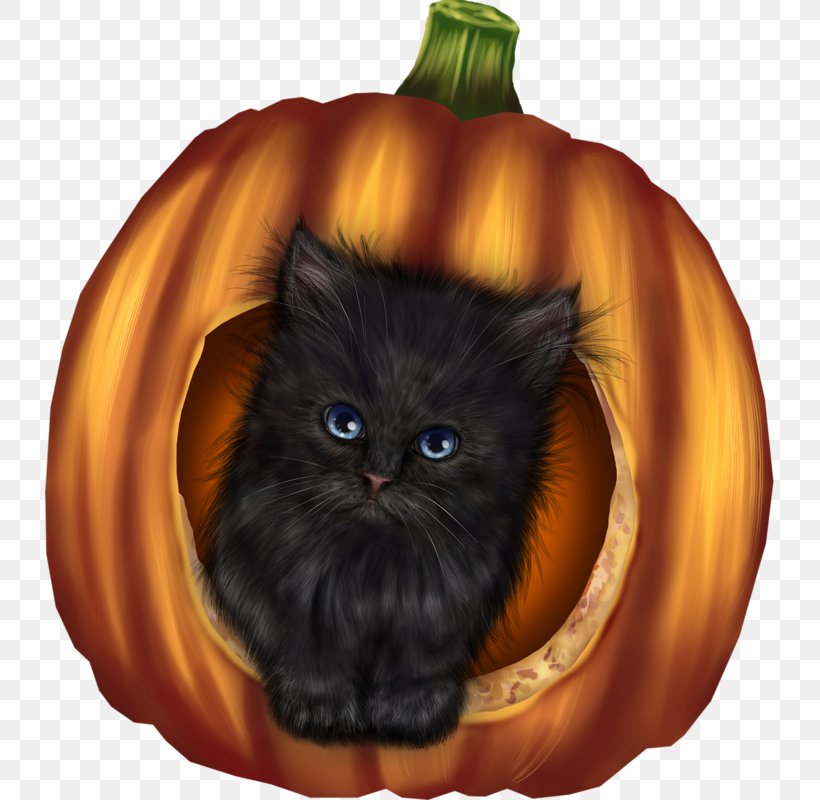 Whiskers Halloween Domestic Short-haired Cat Pumpkin, PNG, 729x800px, 1213, 2017, Whiskers, Black Cat, Calabaza Download Free