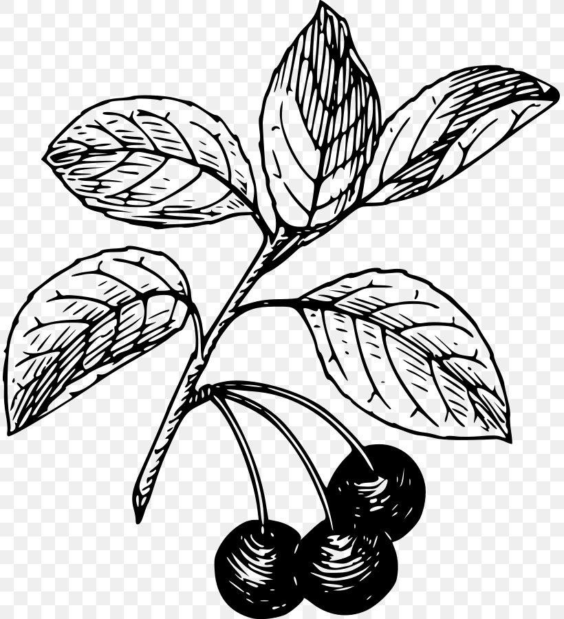 Black Cherry Bitter-berry Clip Art, PNG, 811x900px, Cherry, Artwork, Bitterberry, Black And White, Black Cherry Download Free