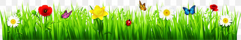 Ladybug, PNG, 4304x729px, Green, Grass, Grass Family, Ladybug, Leaf Download Free