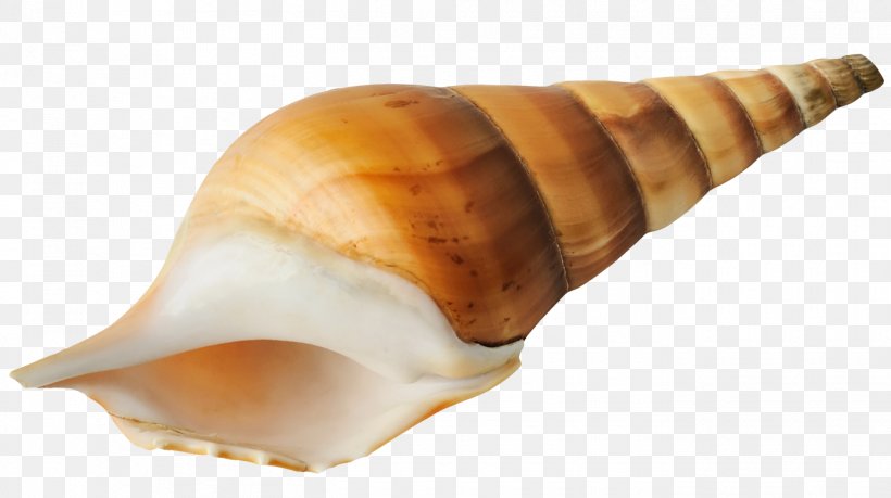 Seashell Sea Snail, PNG, 1350x756px, Seashell, Conch, Conchology, Lobatus Gigas, Mollusc Shell Download Free