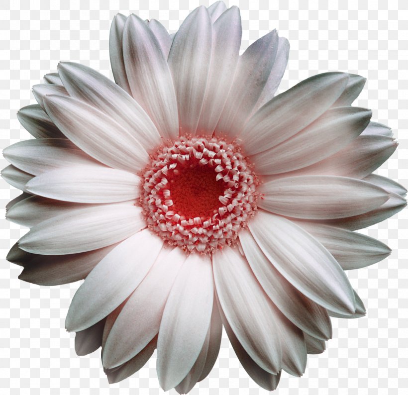 Transvaal Daisy White Flower Bouquet Yellow, PNG, 1200x1163px, Transvaal Daisy, Chrysanthemum, Chrysanths, Color, Cream Download Free