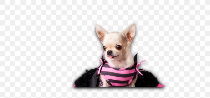 Chihuahua Puppy Dog Breed Companion Dog Toy Dog, PNG, 960x450px, Chihuahua, Breed, Carnivoran, Clothing, Companion Dog Download Free