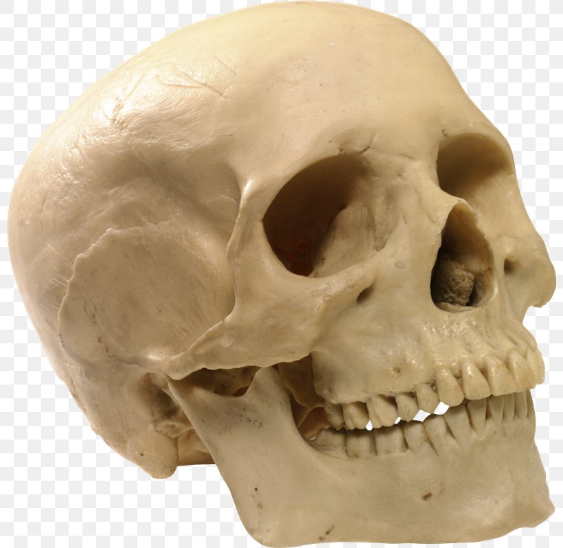 Human Skull Human Skeleton, PNG, 800x798px, Skull, Anatomy, Bone, Head, Homo Sapiens Download Free