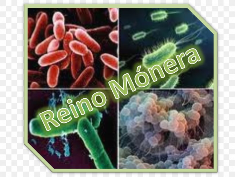 Monera Bacteria Organism Kingdom Archaeans, PNG, 900x680px, Monera, Archaeans, Bacteria, Bacteriostatic Agent, Biology Download Free