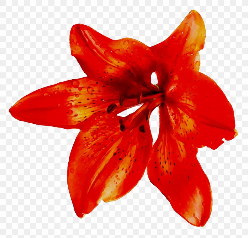 Red Banana Flower Image, PNG, 1991x1916px, Banana, Amaryllis Belladonna, Banan, Daylily, Flower Download Free