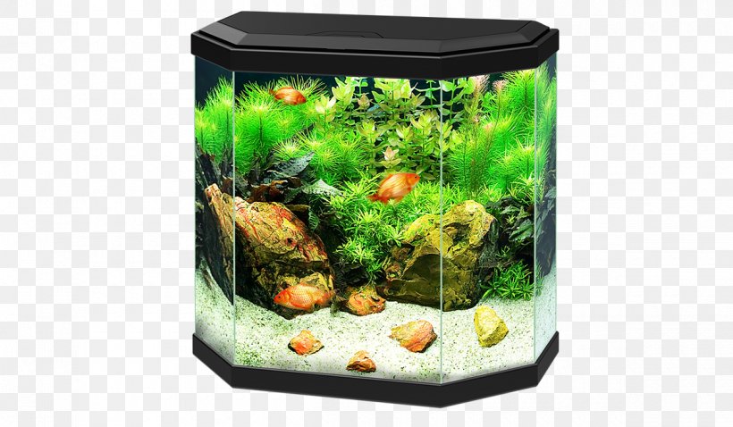 Aquariums Aquarium Filters Ciano Aqua Pet, PNG, 1200x700px, Aquariums, Aqua Design Amano, Aquarium, Aquarium Decor, Aquarium Filters Download Free