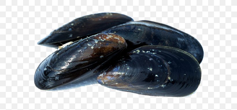 Blue Mussel Seafood Shellfish, PNG, 700x383px, Mussel, Animal Source Foods, Blue Mussel, Brown Trout, Clam Download Free